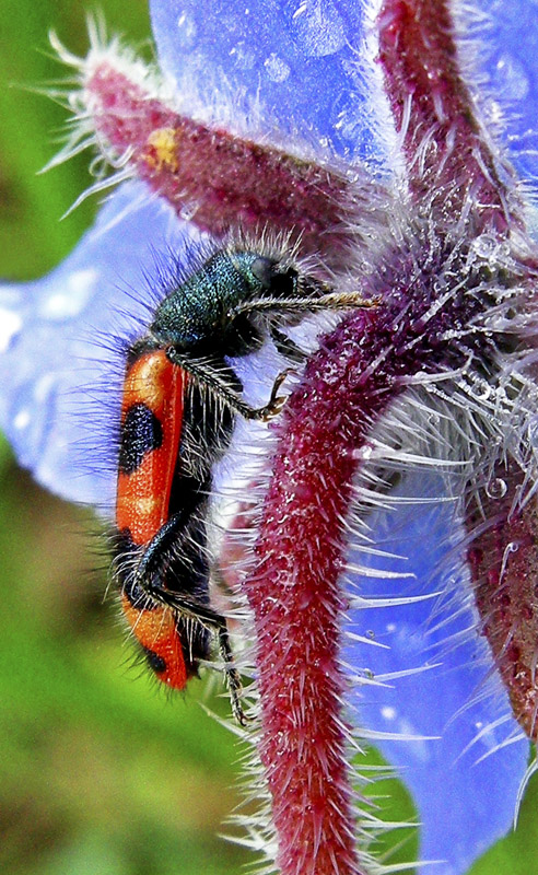 Trichodes alvearius